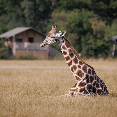 Knuthenborg Safaripark Hotell Maribo Exteriör bild