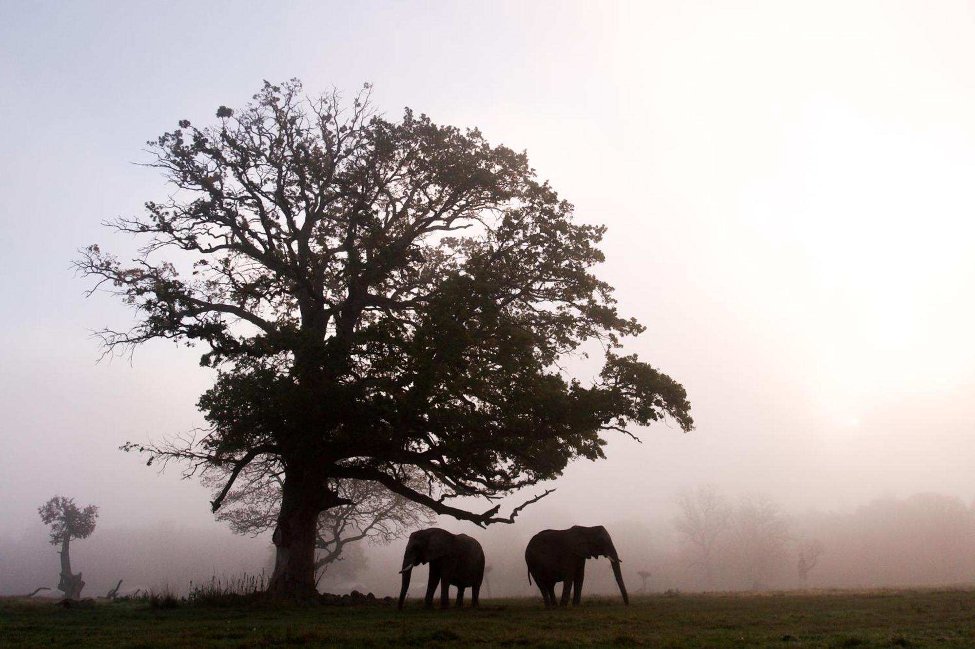 Knuthenborg Safaripark Hotell Maribo Exteriör bild