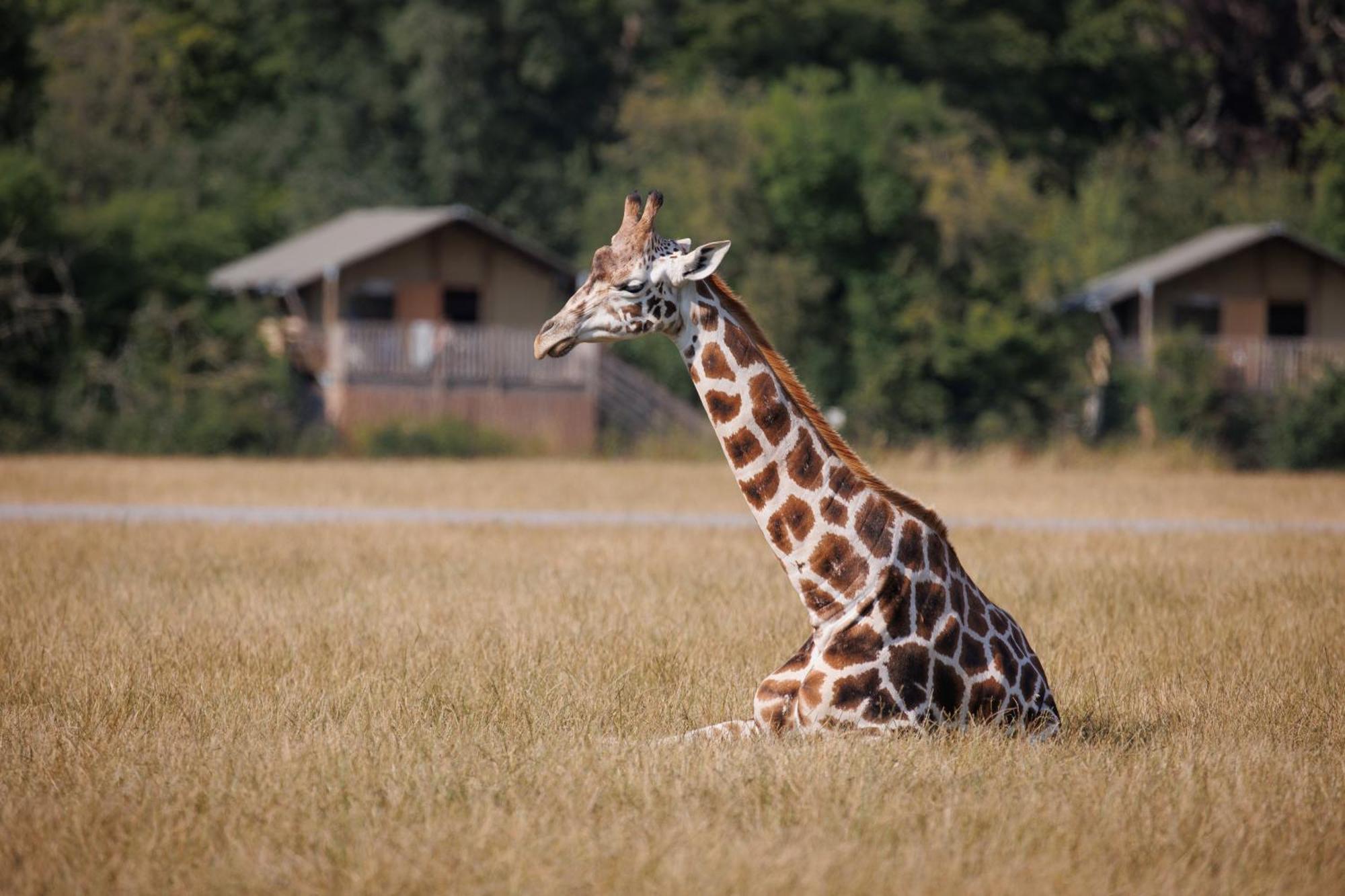 Knuthenborg Safaripark Hotell Maribo Exteriör bild