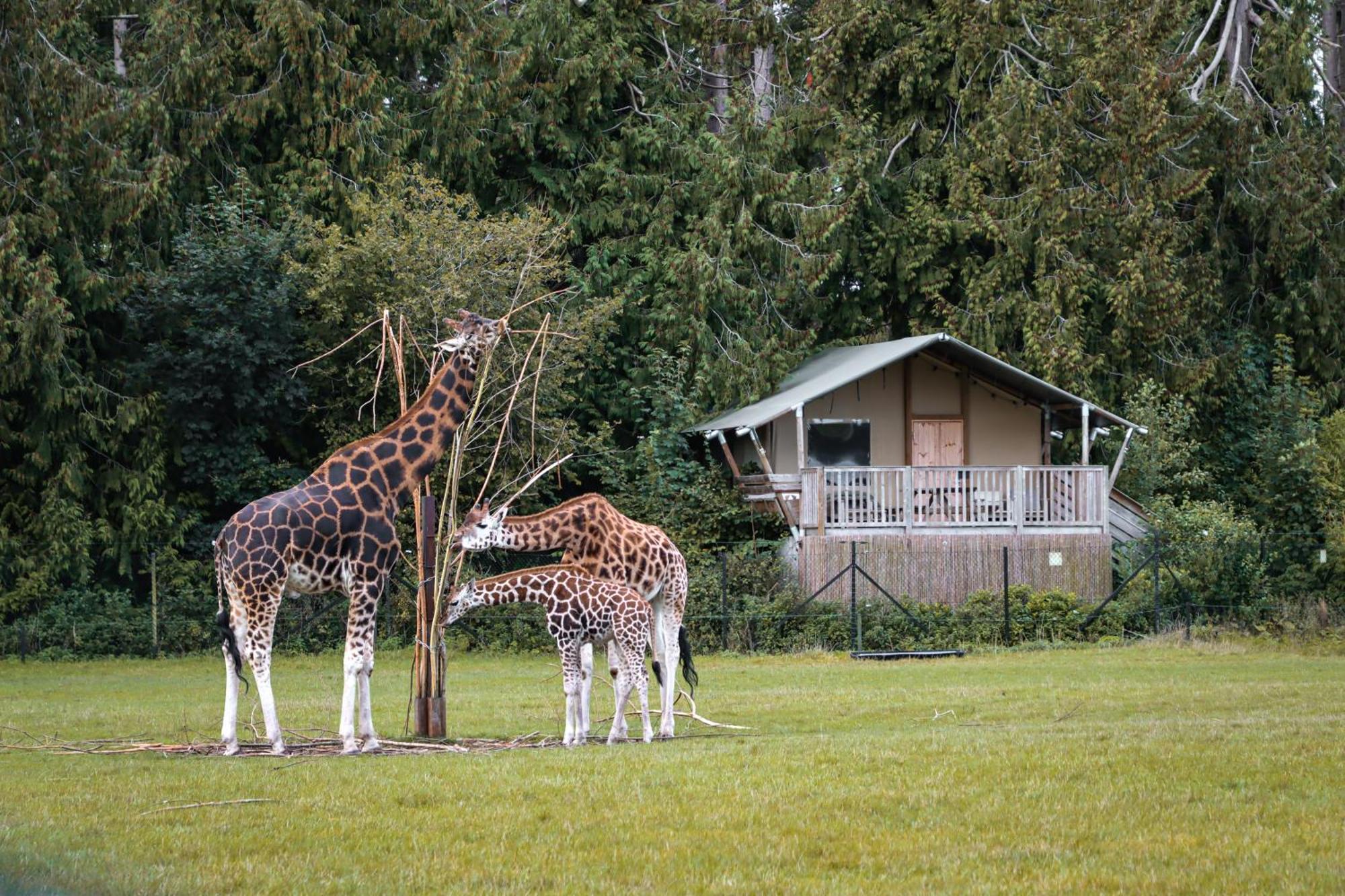 Knuthenborg Safaripark Hotell Maribo Exteriör bild
