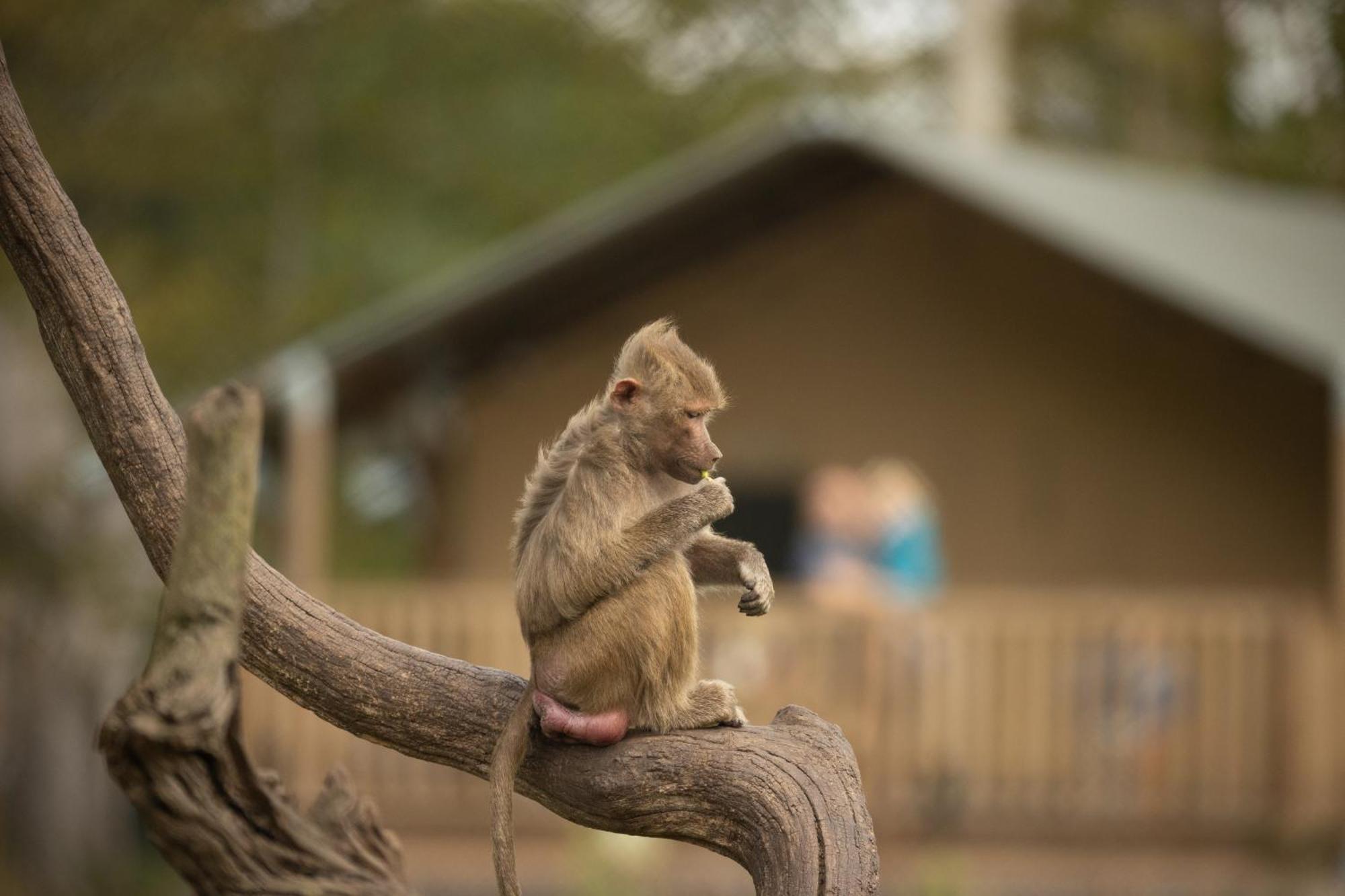 Knuthenborg Safaripark Hotell Maribo Exteriör bild