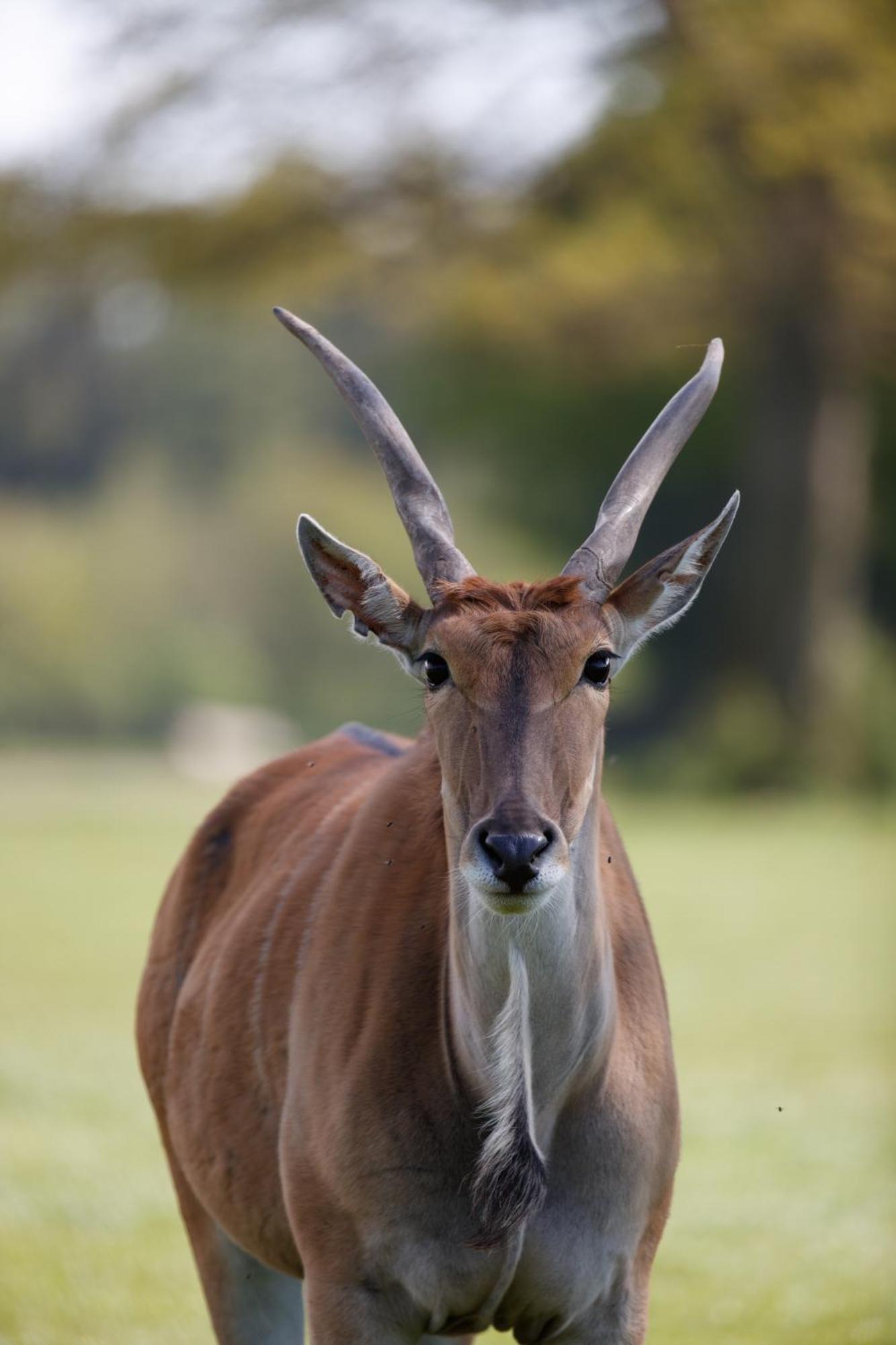 Knuthenborg Safaripark Hotell Maribo Exteriör bild