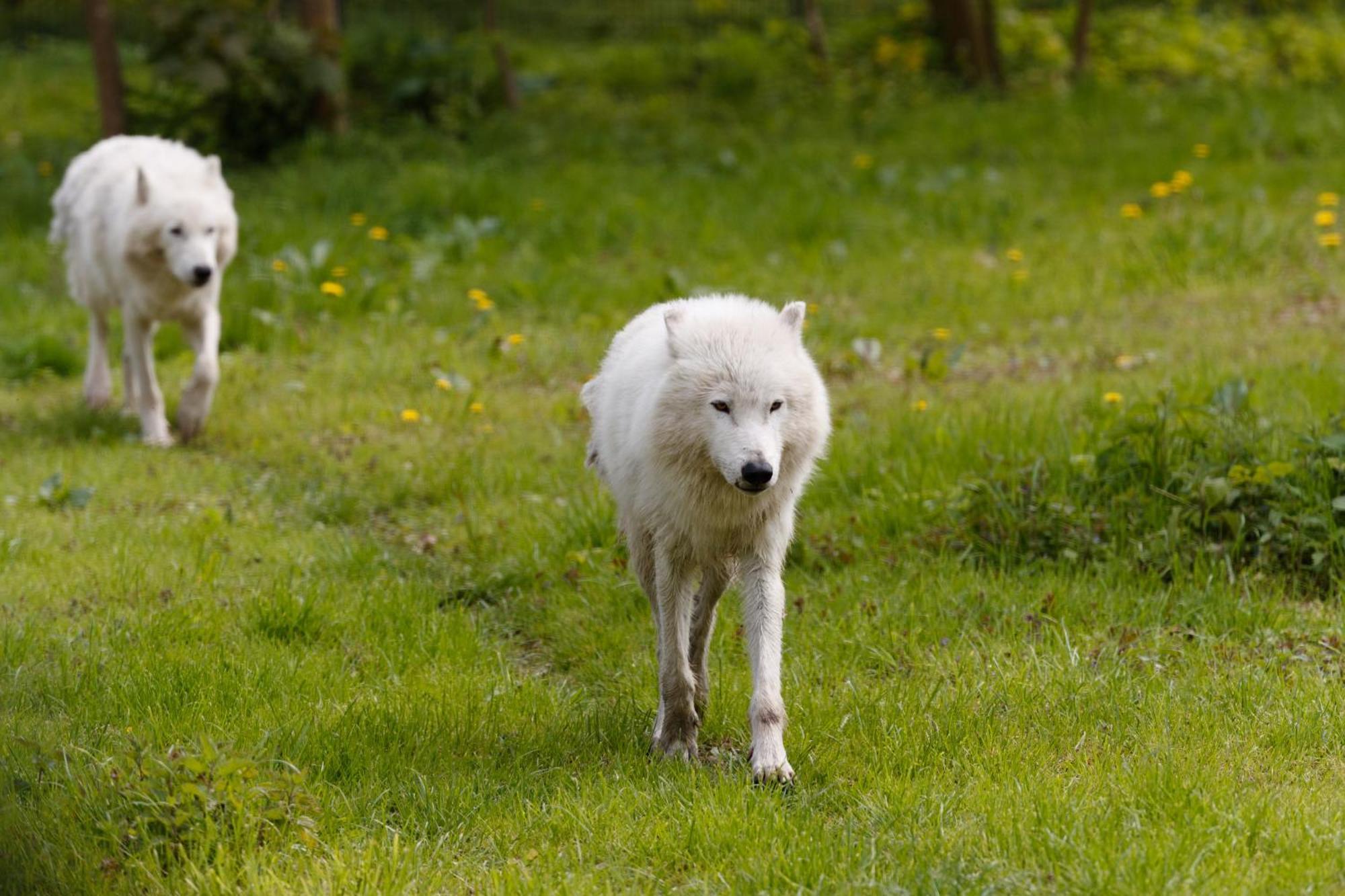 Knuthenborg Safaripark Hotell Maribo Exteriör bild