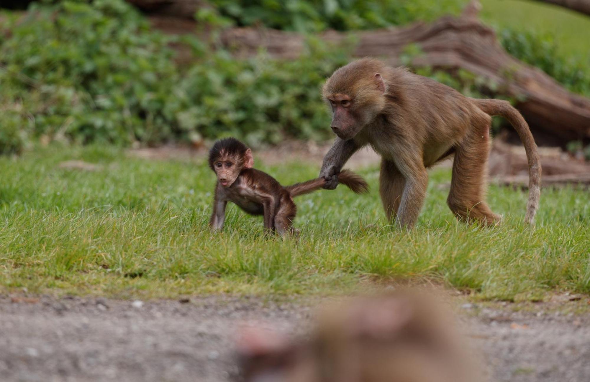 Knuthenborg Safaripark Hotell Maribo Exteriör bild