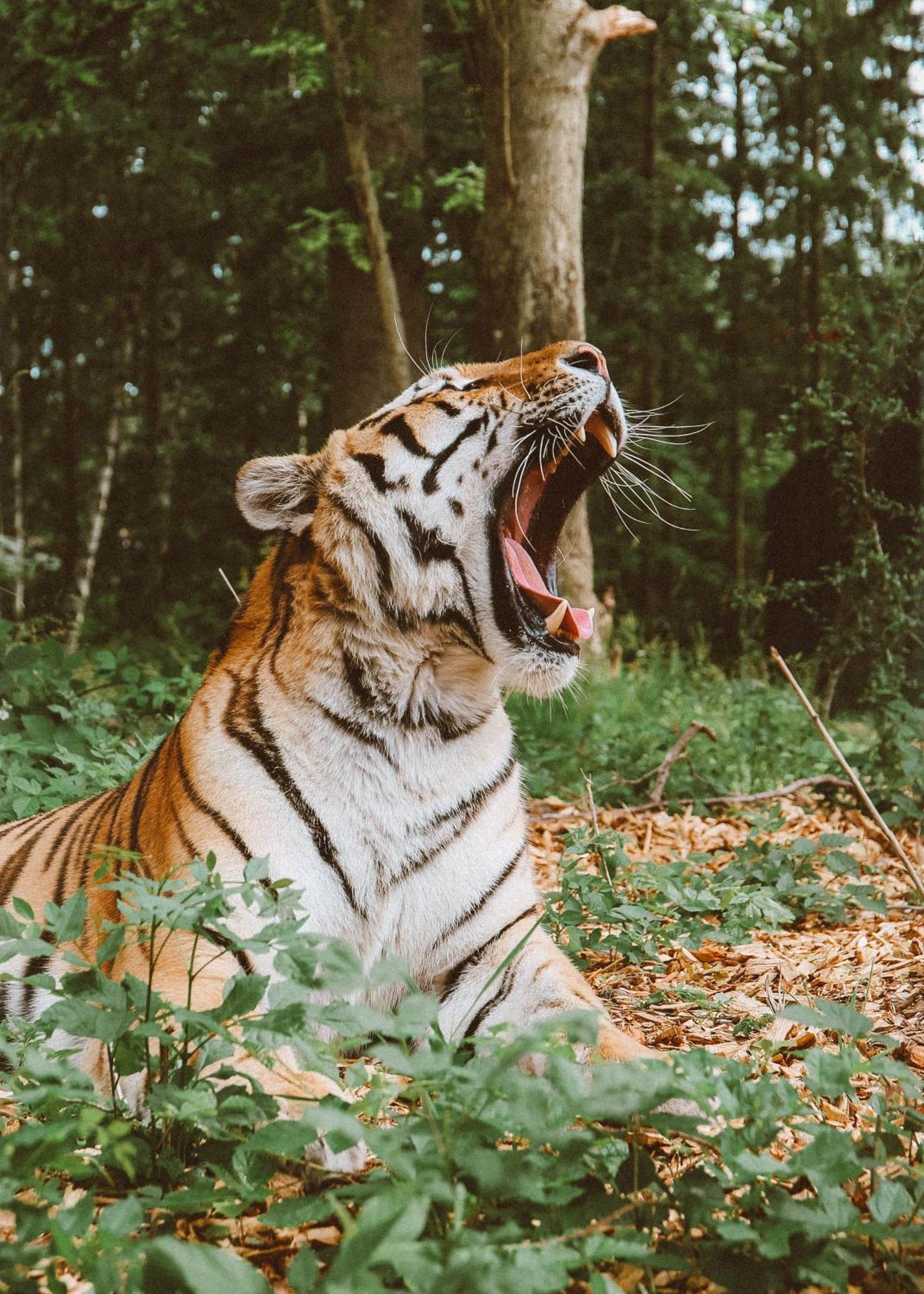 Knuthenborg Safaripark Hotell Maribo Exteriör bild