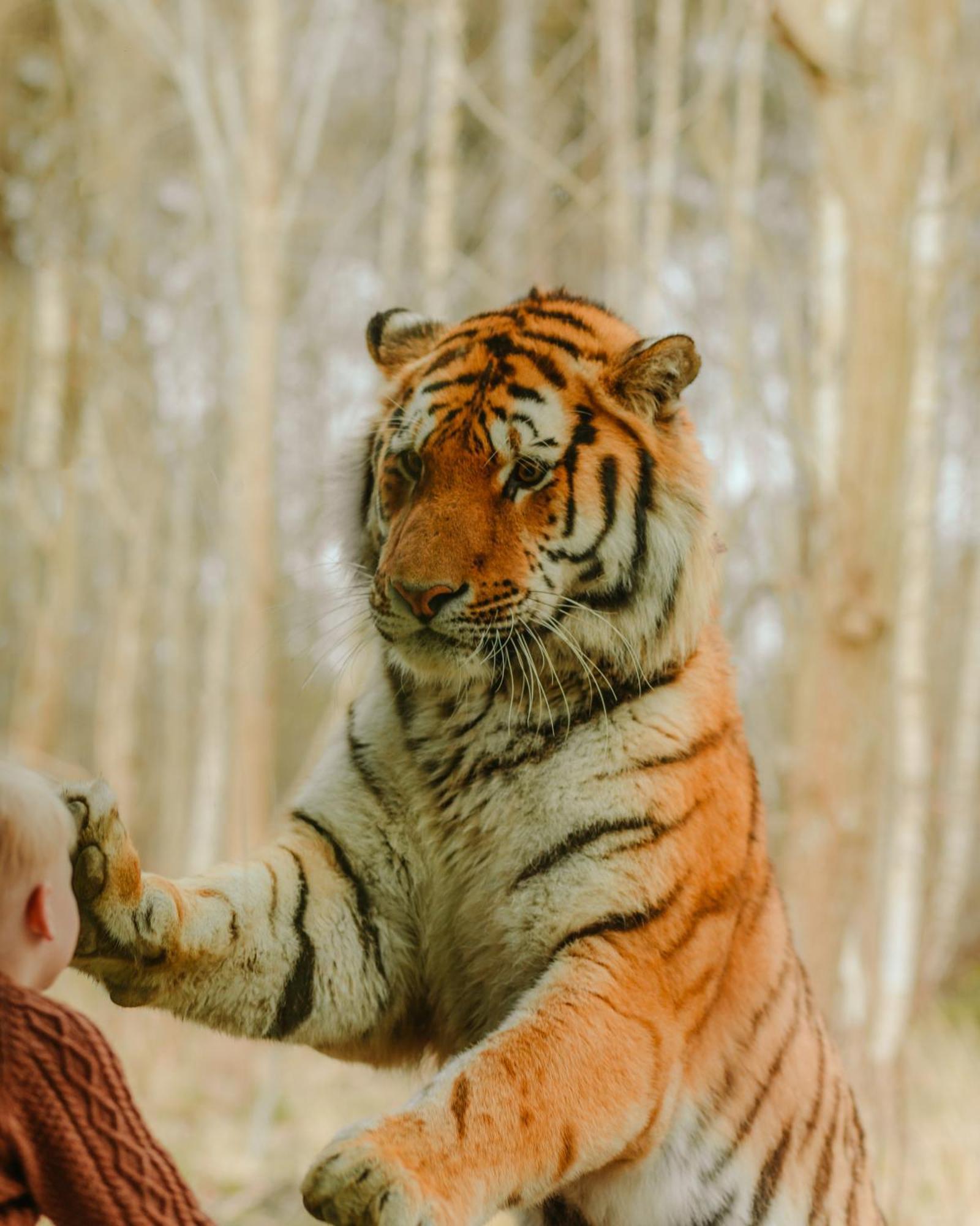 Knuthenborg Safaripark Hotell Maribo Exteriör bild