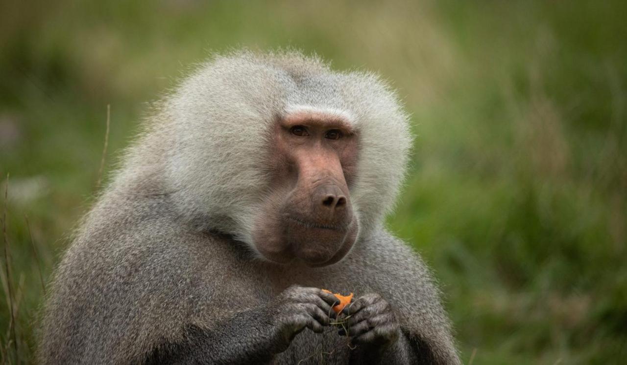 Knuthenborg Safaripark Hotell Maribo Exteriör bild