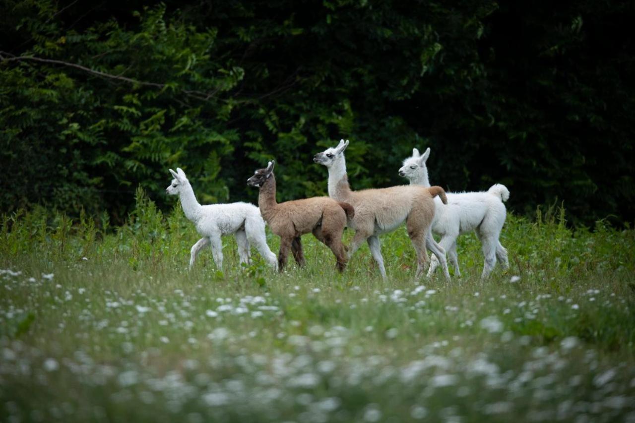 Knuthenborg Safaripark Hotell Maribo Exteriör bild
