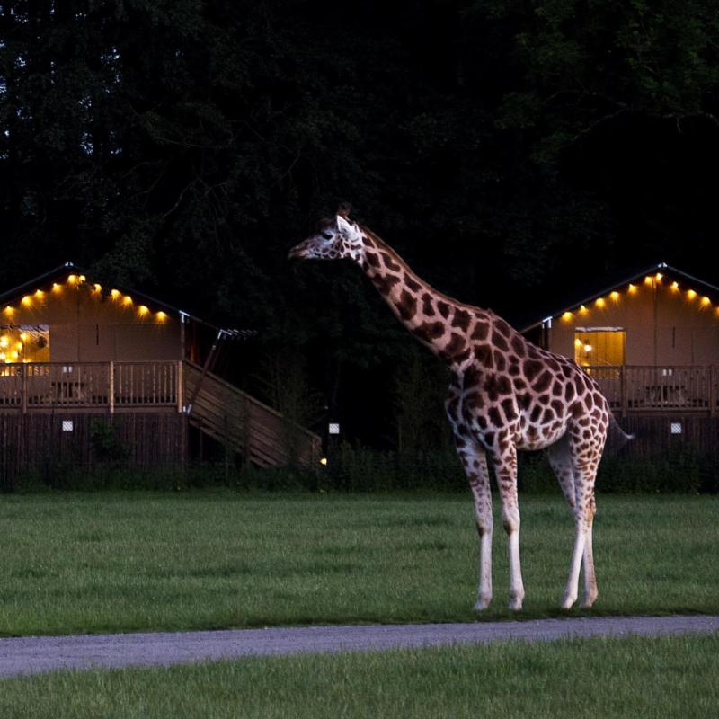 Knuthenborg Safaripark Hotell Maribo Exteriör bild