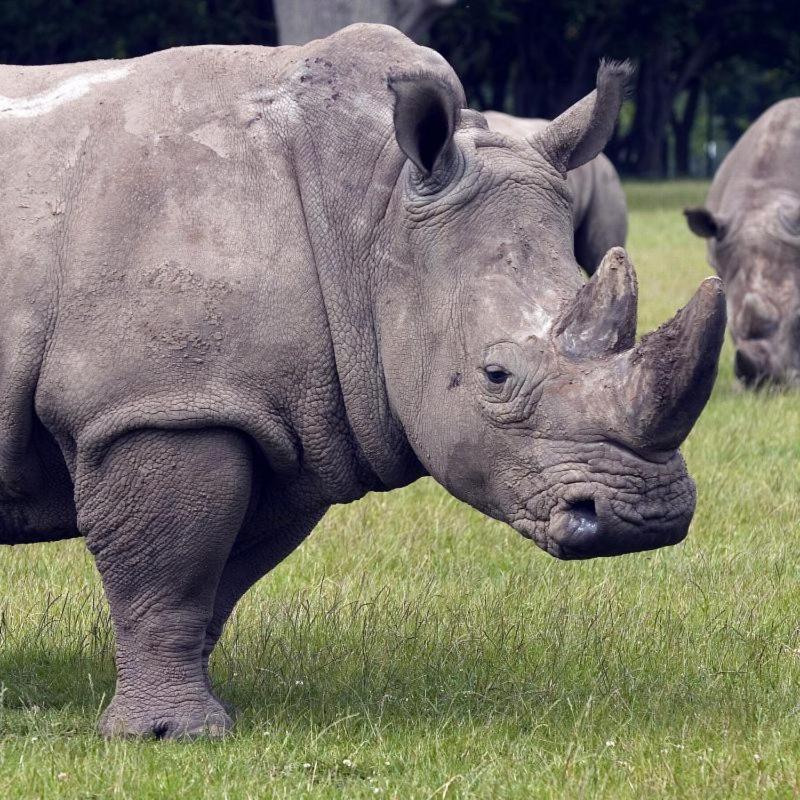Knuthenborg Safaripark Hotell Maribo Exteriör bild