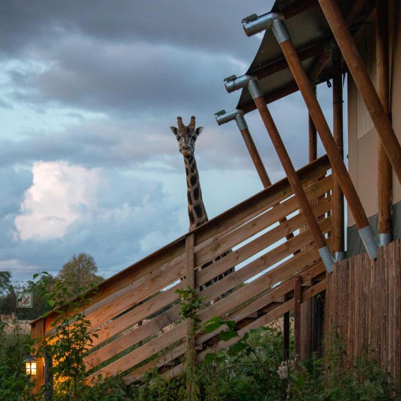 Knuthenborg Safaripark Hotell Maribo Exteriör bild