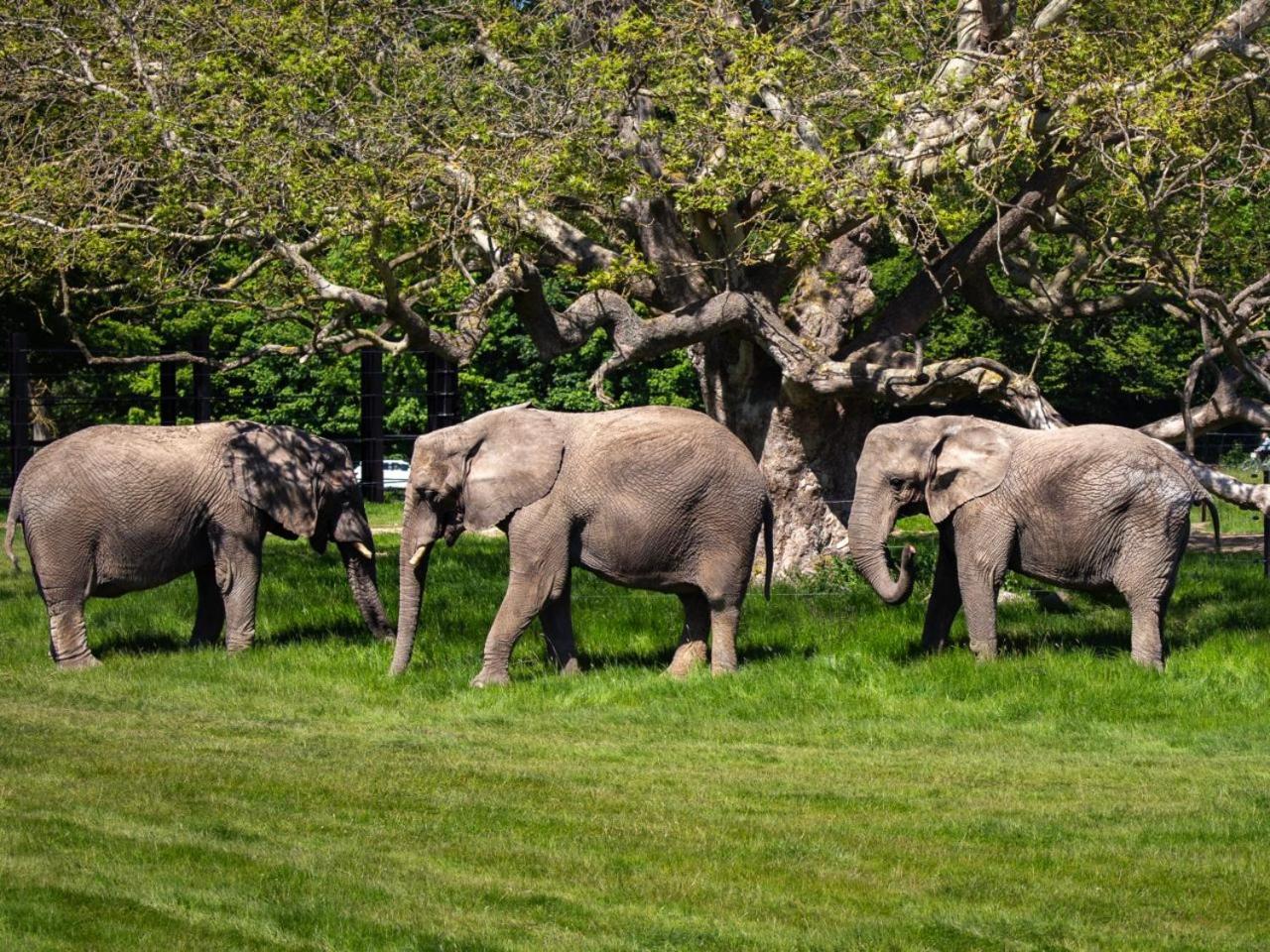 Knuthenborg Safaripark Hotell Maribo Exteriör bild